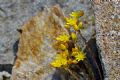 Petrosedum amplexicaule